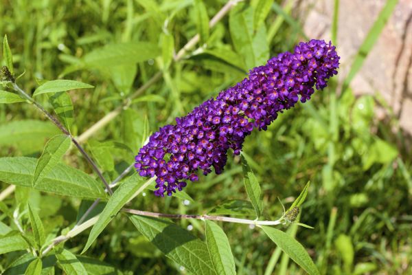 Butterfly Bush Pruning in La Quinta