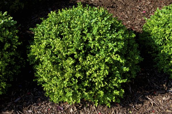 Cost of Boxwood Removal in La Quinta