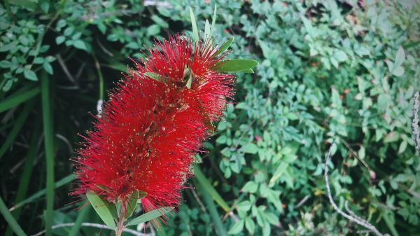 Cost of Bottlebrush Pruning in La Quinta