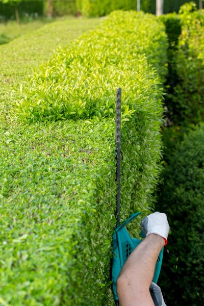 Hedge Trimming in La Quinta