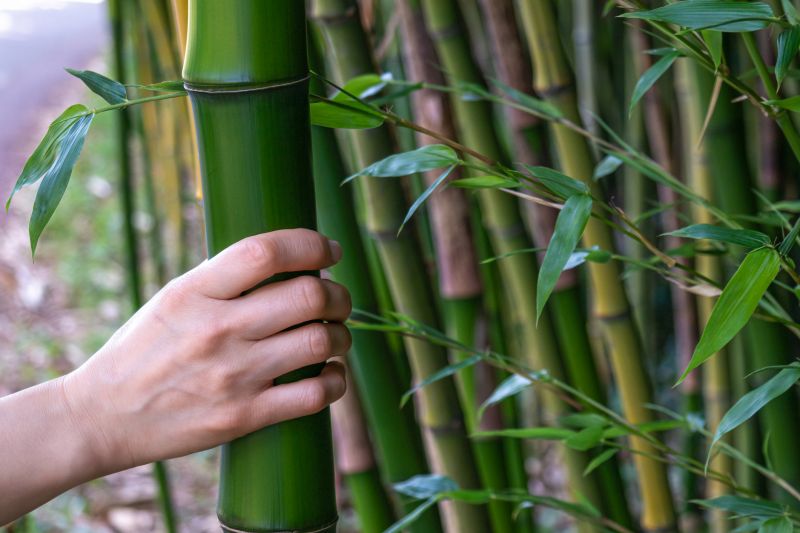 Bamboo Hedge Removal