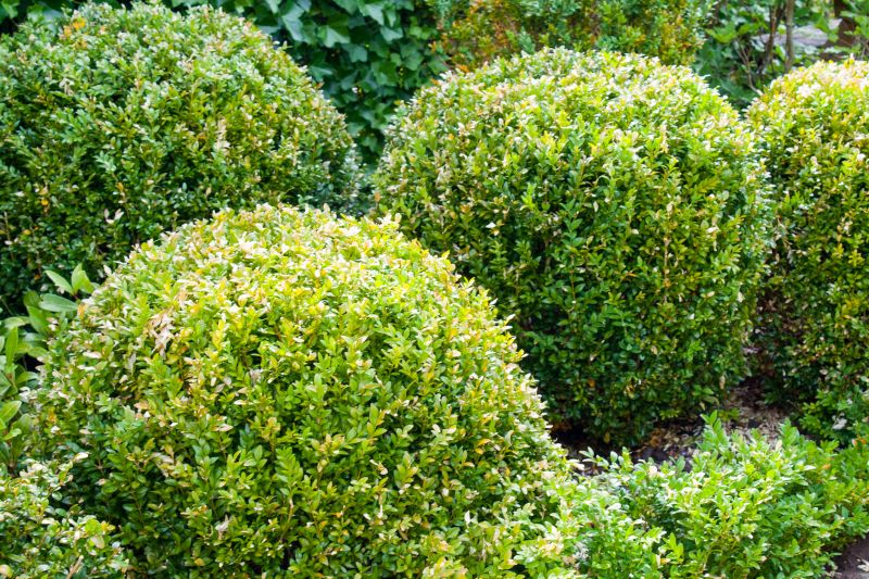 Trimmed Evergreen Shrubs