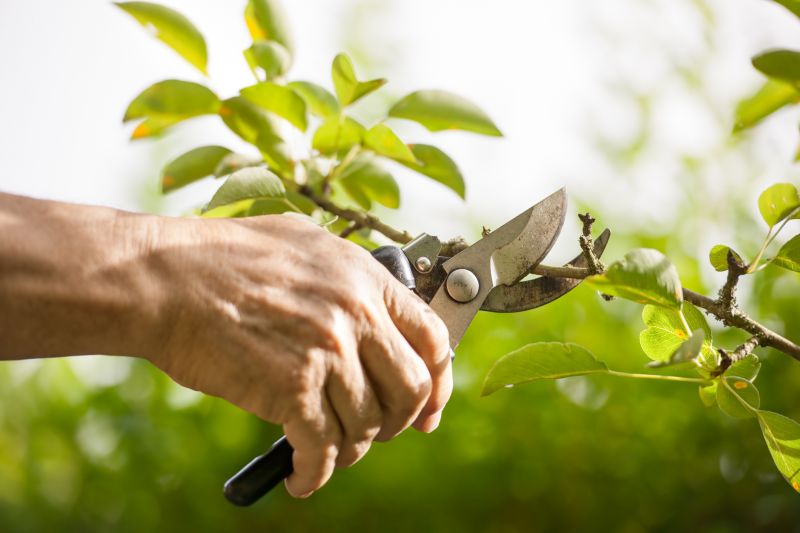 Pruning Tools