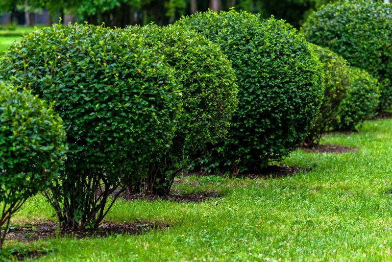 Overgrown Shrubs